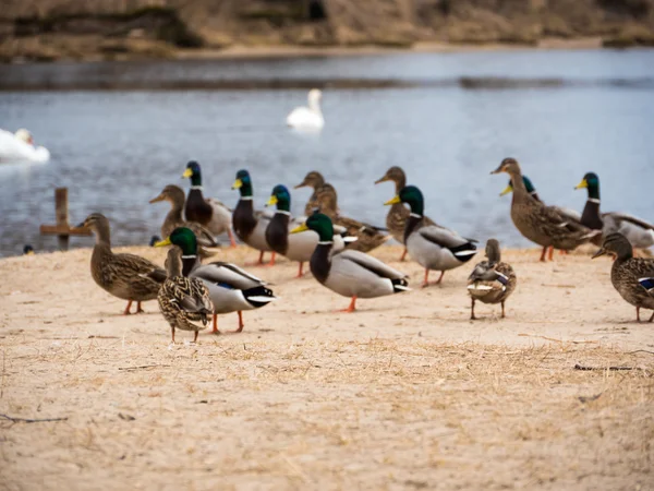 Covey dzikie kaczki — Zdjęcie stockowe