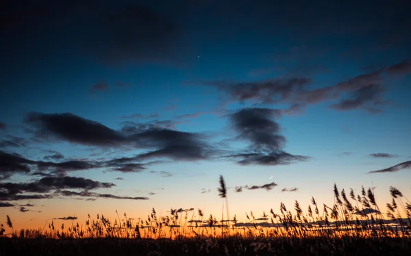 Bastón de cerca iluminado retroiluminado por el sol . — Foto de Stock