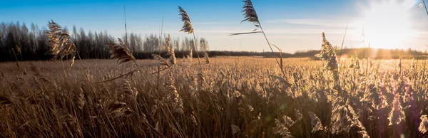 Gros plan canne éclairée rétroéclairée par le soleil . — Photo