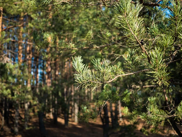 Lärchenwald mit Sonnenlicht und Schatten — Stockfoto