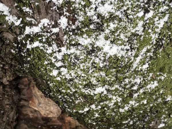 디지털 눈 비가 숲 나무에 매끄러운 질감 이끼 낀 나무 껍질을 변경 — 스톡 사진