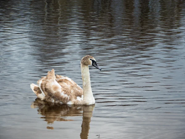 Красивые молодые лебеди в озере — стоковое фото