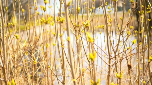 Brotes de hojas en ramitas a principios de primavera , — Vídeos de Stock