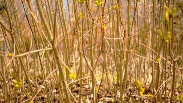 Brotes de hojas en ramitas a principios de primavera , — Vídeos de Stock