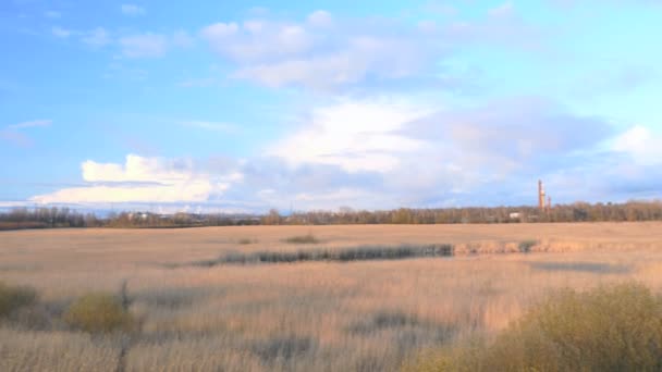 Gemensamma vass (Phragmites), tidig vår bakgrund — Stockvideo