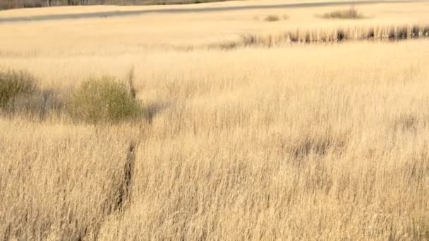 Gemeenschappelijke reed (riet), vroege voorjaar achtergrond, — Stockvideo