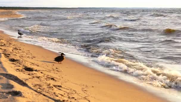 Belos patos na praia do mar Báltico , — Vídeo de Stock