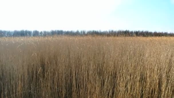 Wspólnej reed (trzcina pospolita), wczesną wiosną tło, — Wideo stockowe