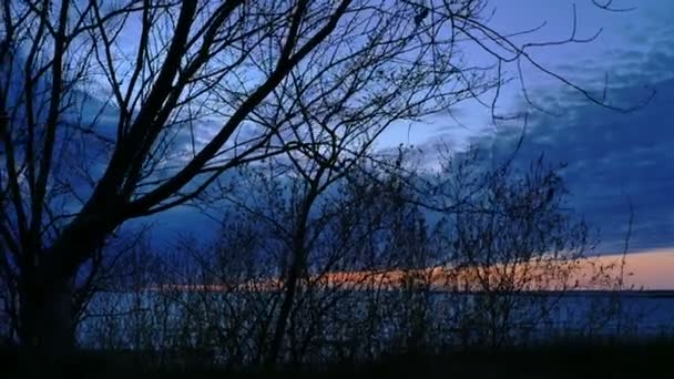 Beau coucher de soleil avec arbre dans la soirée — Video