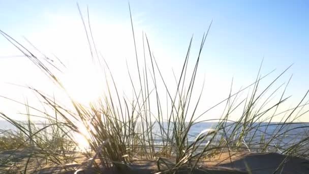 Sunny beach with sand dunes and blue sky — Stock Video