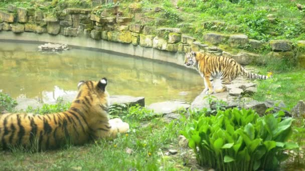 Selvagem dois tigres na natureza — Vídeo de Stock