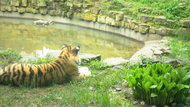 Vilda två tigrar i naturen — Stockvideo