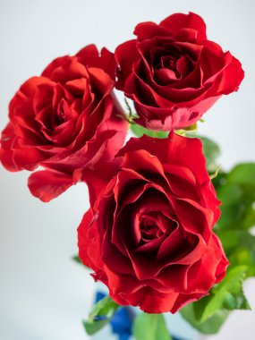 Beyaz arka plan üzerinde izole üç koyu kırmızı gül