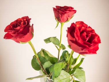 Beyaz arka plan üzerinde izole üç koyu kırmızı gül