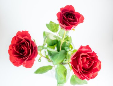 Beyaz arka plan üzerinde izole üç koyu kırmızı gül