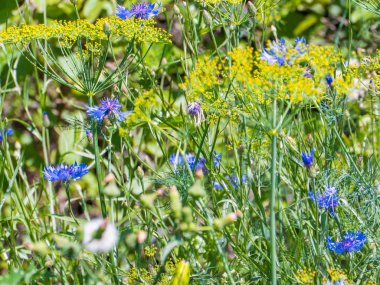 mavi ve sarı alan çiçek