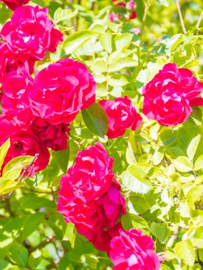 Tam Bloom kokulu mor gülü. 