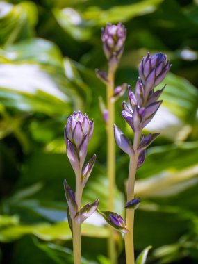 mavi ve sarı alan çiçek