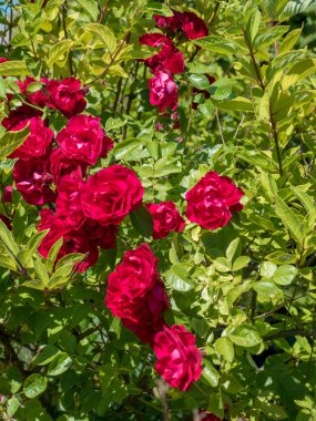 Tam Bloom kokulu mor gülü. 