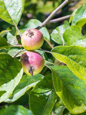 bir ağaç üzerinde taze kırmızı elmalar
