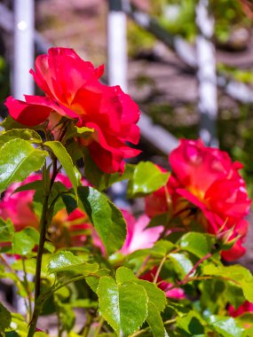 Tam Bloom kokulu mor gülü. 