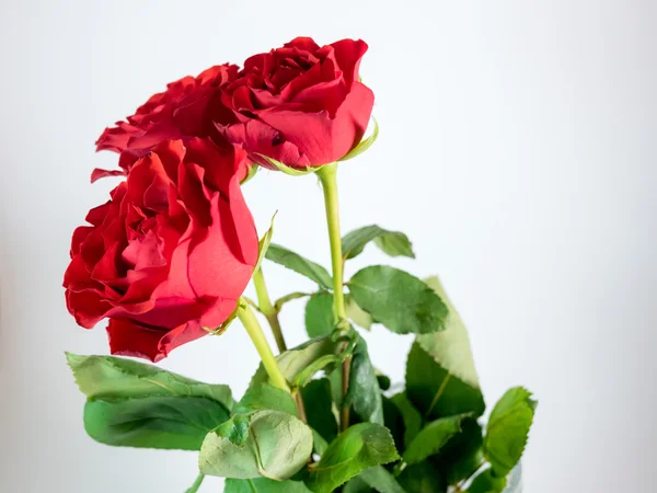 Three dark red roses isolated on white background — Stock Photo, Image