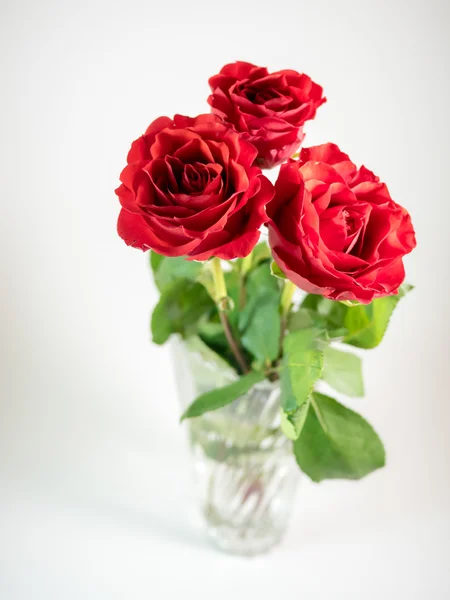 Three dark red roses isolated on white background — Stock Photo, Image