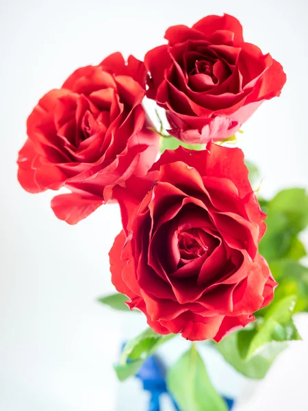 Three dark red roses isolated on white background — Stock Photo, Image