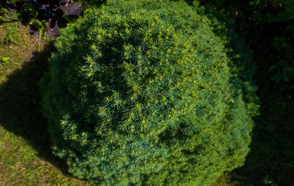 Plante décorative verte dans le jardin en été — Photo