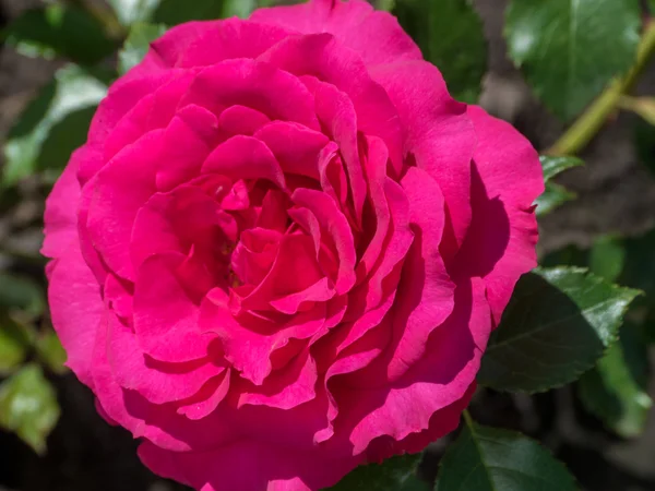 Väldoftande lila ros i Full Blom. — Stockfoto