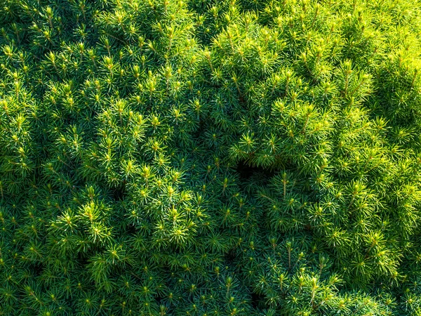 Yeşil dekoratif bitki Bahçe, yaz — Stok fotoğraf