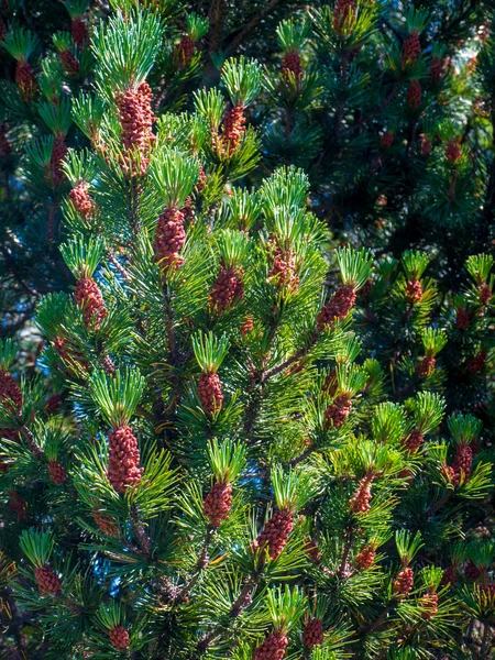 Hintergrund von Weihnachtsbaumzweigen im Sommer — Stockfoto