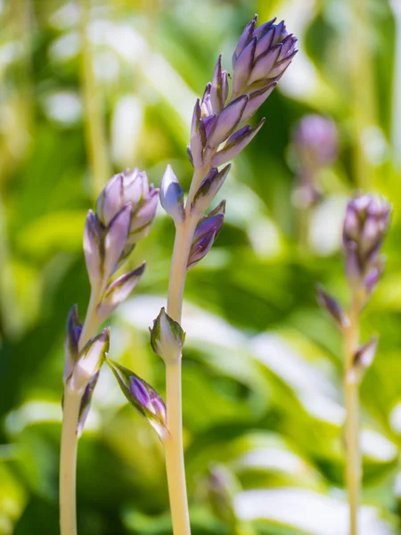 mavi ve sarı alan çiçek