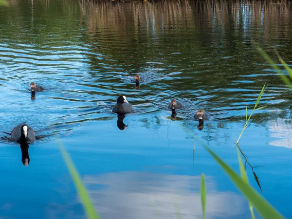 Eenden zwemmen in water bij zomer grijs — Stockfoto