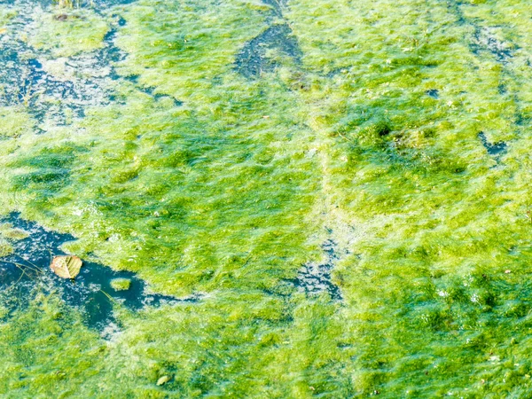 Yeşil yosun bataklık bir Nehri üzerinde 