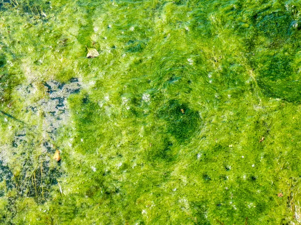Grüner Moossumpf an einem Fluss — Stockfoto