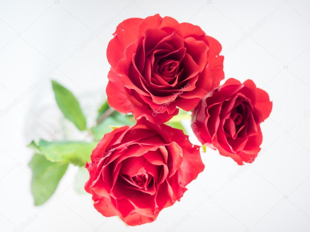 three dark red roses isolated on white background