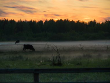 İnekler sisli bir alanda üzerinden günbatımı.