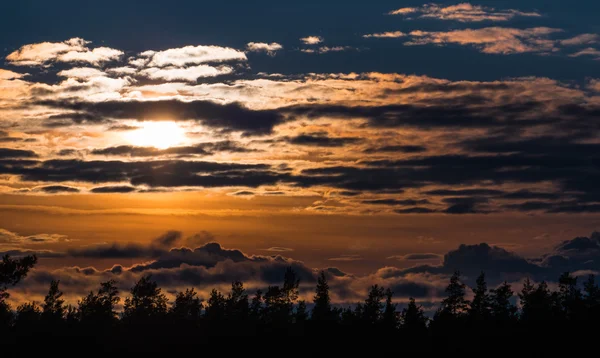 夕日の美しい秋の森 — ストック写真
