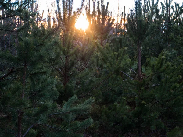 Schöner Herbstwald bei Sonnenuntergang — Stockfoto