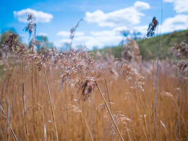 Reed w ciągu dnia spokojnej. — Zdjęcie stockowe