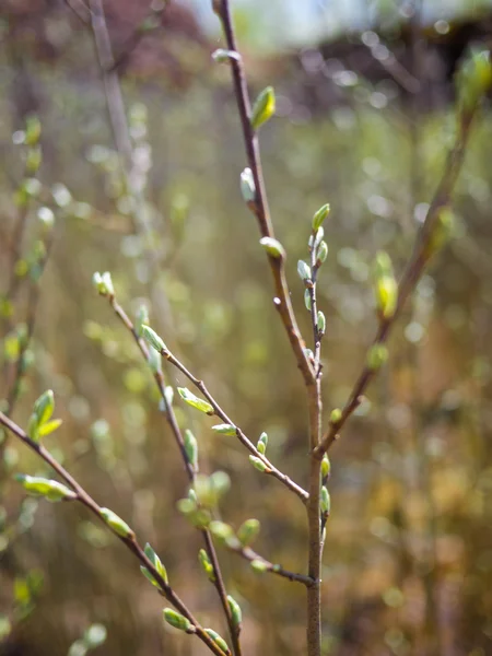若い腎臓は生態学的な場所で成長しています。夏の植物. — ストック写真