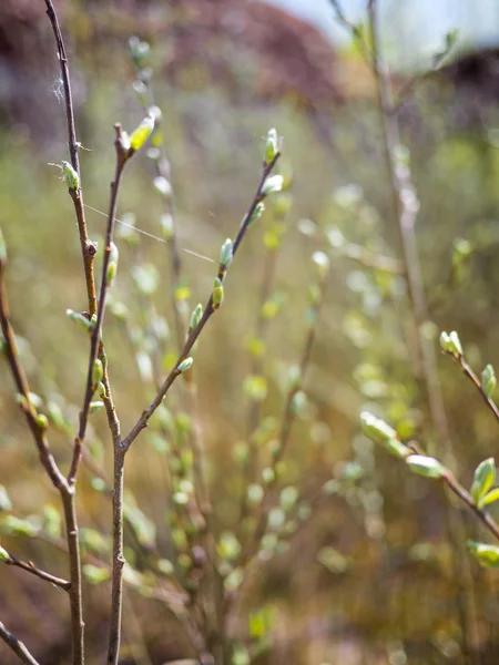 若い腎臓は生態学的な場所で成長しています。夏の植物. — ストック写真