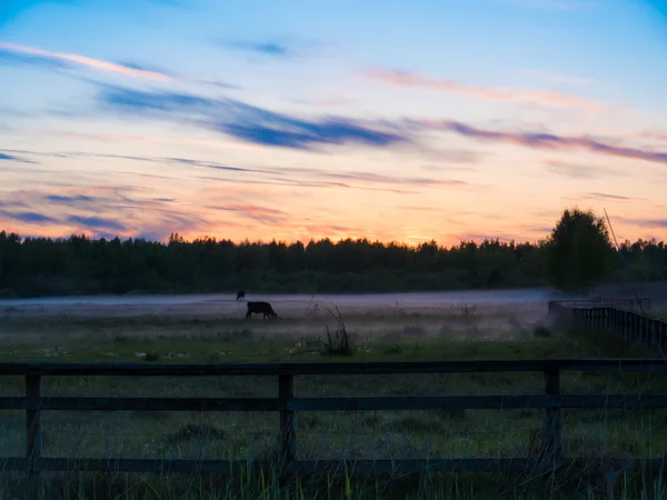 Puesta de sol sobre vacas en un campo de niebla . — Foto de Stock