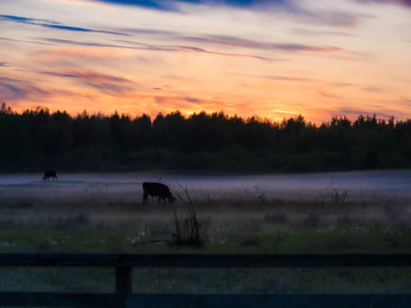 Sunset over cows in a foggy field. — Stock Photo, Image