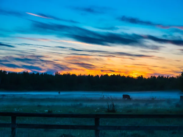 Západ slunce nad krávy v mlhavé oblasti. — Stock fotografie