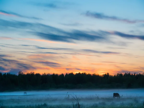 Sunset over cows in a foggy field. — Stock Photo, Image