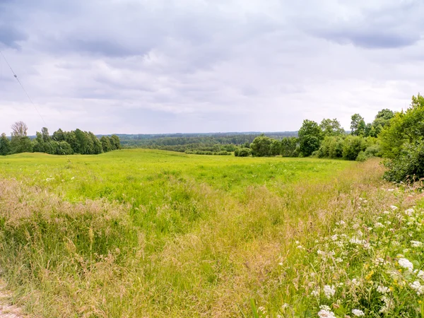 Pole trawa i niebo idealne na lato — Zdjęcie stockowe