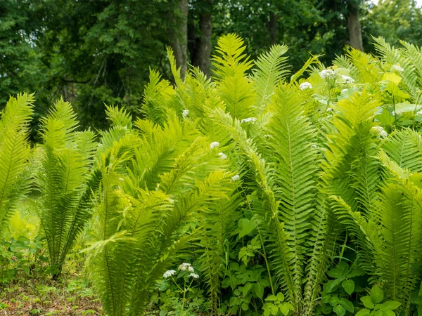 Fern leaf med vatten droppar och blommor — Stockfoto