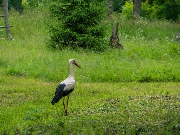 Störche in der Natur — Stockfoto